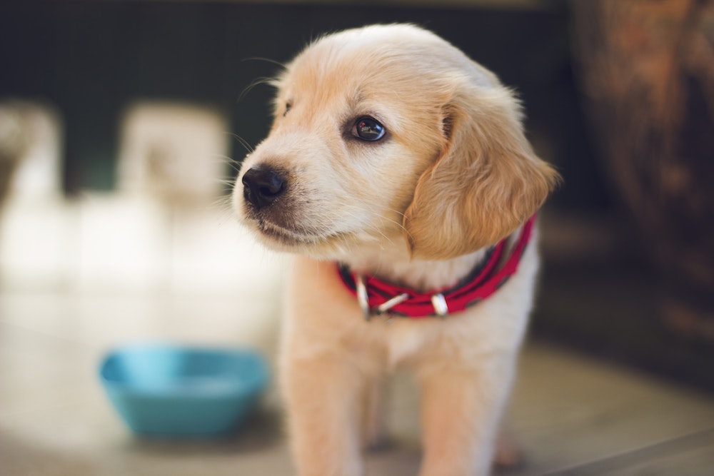 pet health insurance Winder, GA